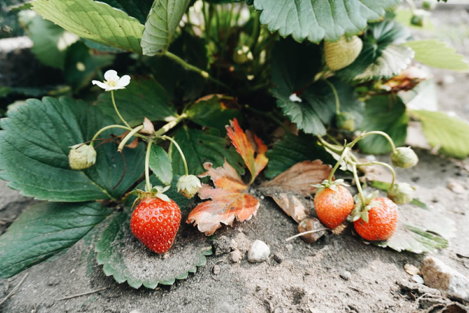 Square foot backyard gardening in a small-ish space.