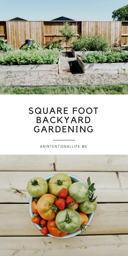 Square foot backyard gardening with raised garden beds in a small-ish space.