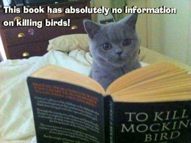 The best book and reading memes that will have you laughing out loud - and justify all your reading and book buying