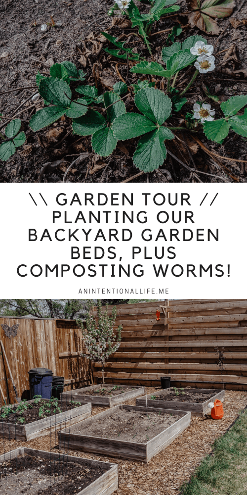Garden Tour - Planting Our Backyard Garden Beds, The First Rhubarb Harvest of the Season Plus Composting Worms!